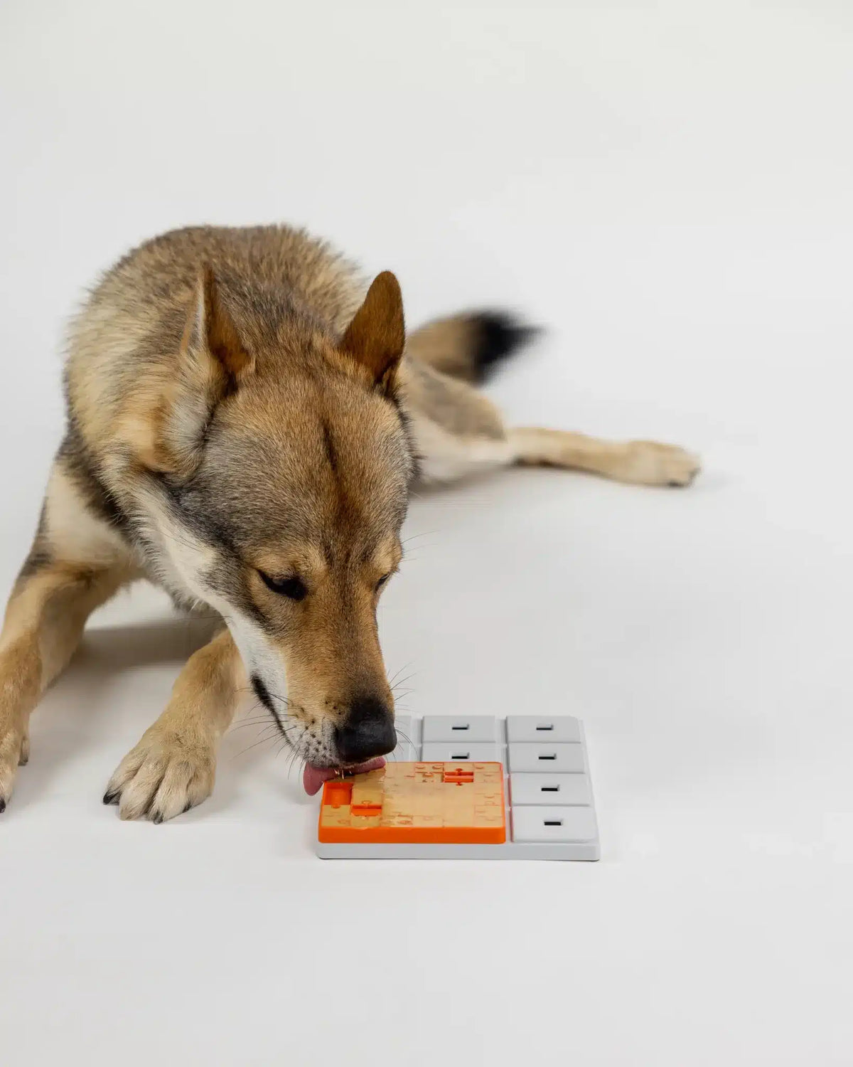 Chien-loup reniflant le plateau orange posé au sol