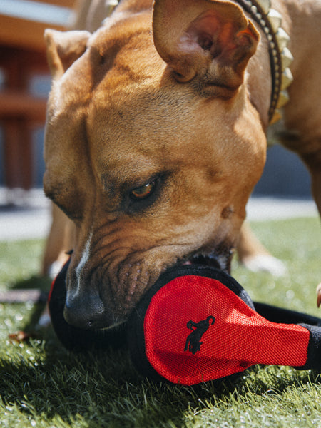 Chien fauve mordillant le casque rouge sur l'herbe