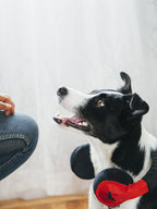Chien noir et blanc de profil, casque autour du cou