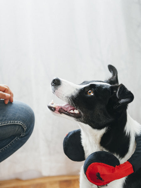 Chien noir et blanc de profil, casque autour du cou