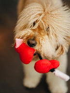 Chien au poil beige frisé mordillant les cœurs rouges