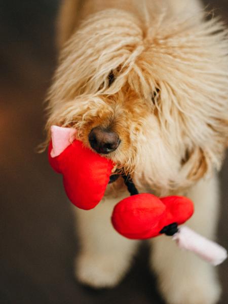 Chien au poil beige frisé mordillant les cœurs rouges