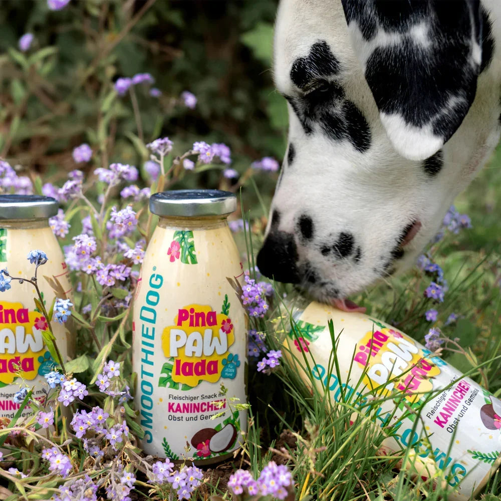 Chien noir et blanc reniflant les bouteilles dans les fleurs