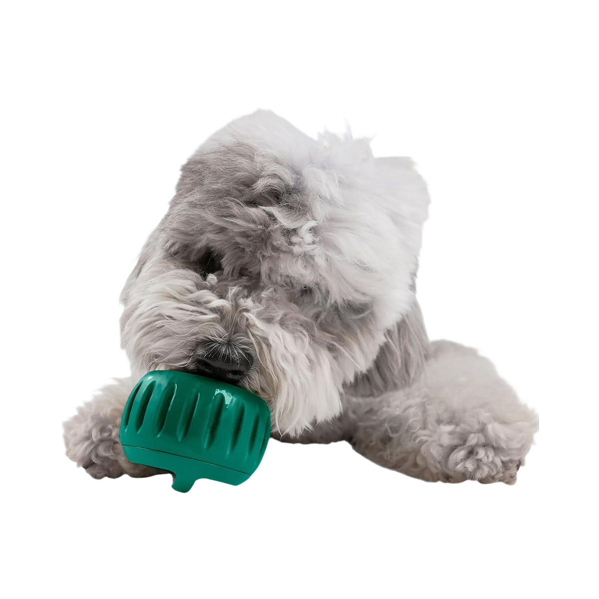 Chien gris frisé léchant un Pupsicle vert allongé