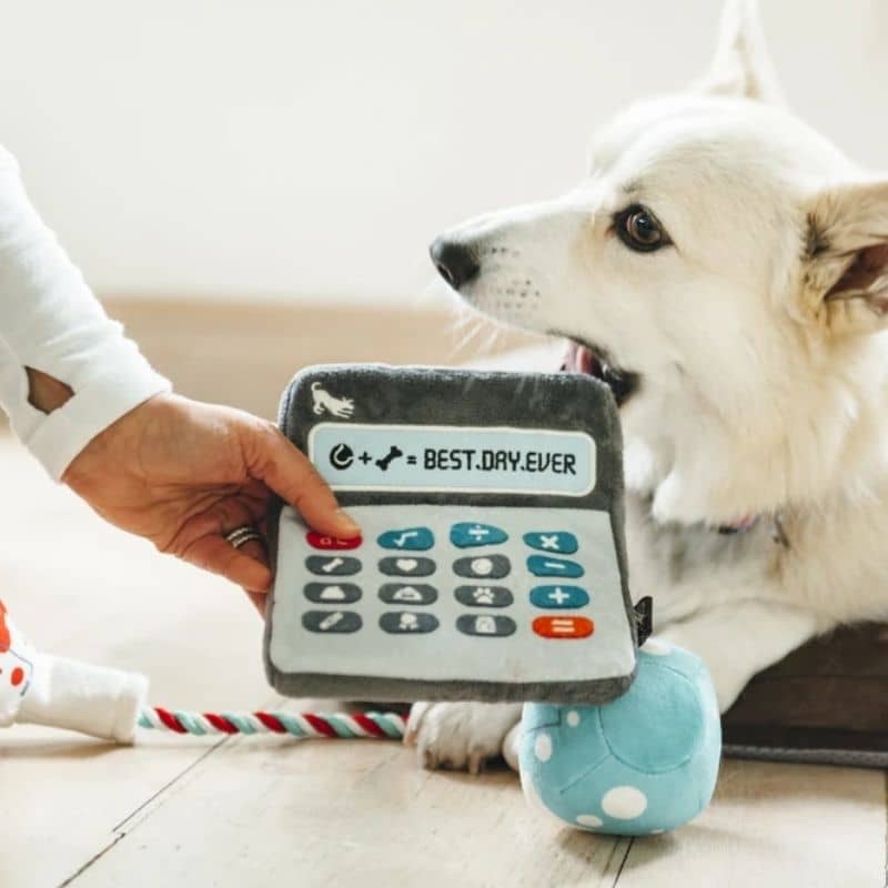 Chien blanc qui mord la calculatrice tenue à la main