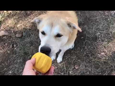 Jouet à remplir pour chien porte-friandises – SodaPup
