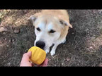 Jouet à remplir pour chien porte-friandises – SodaPup