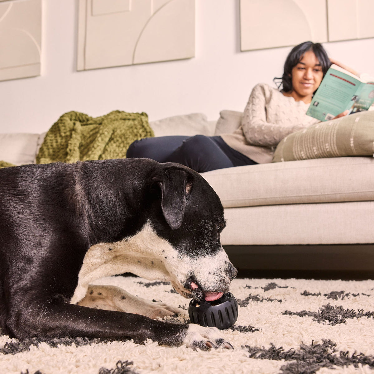 Chien noir et blanc léchant le jouet allongé sur un tapis
