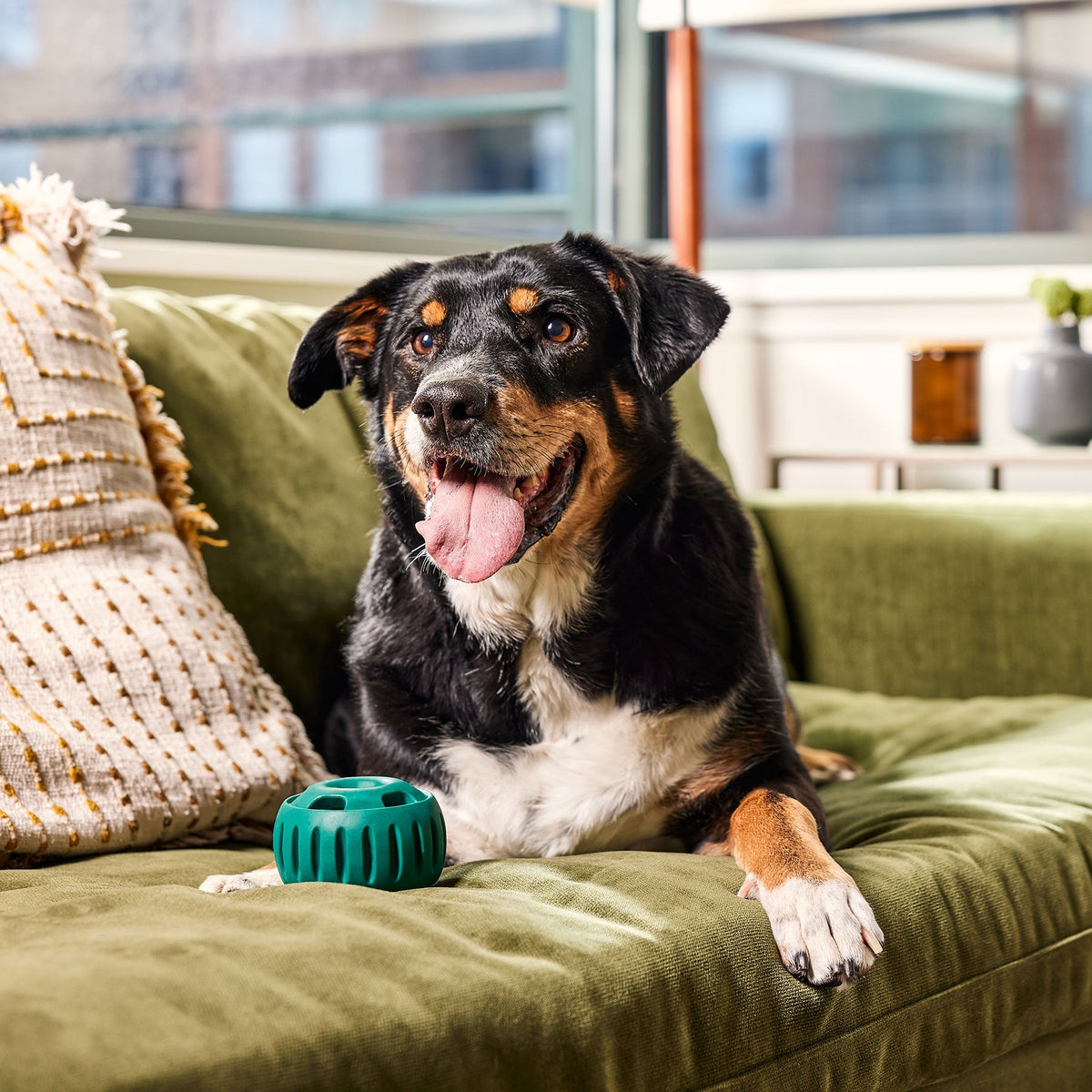 Chien tricolore heureux sur un canapé vert avec la boule