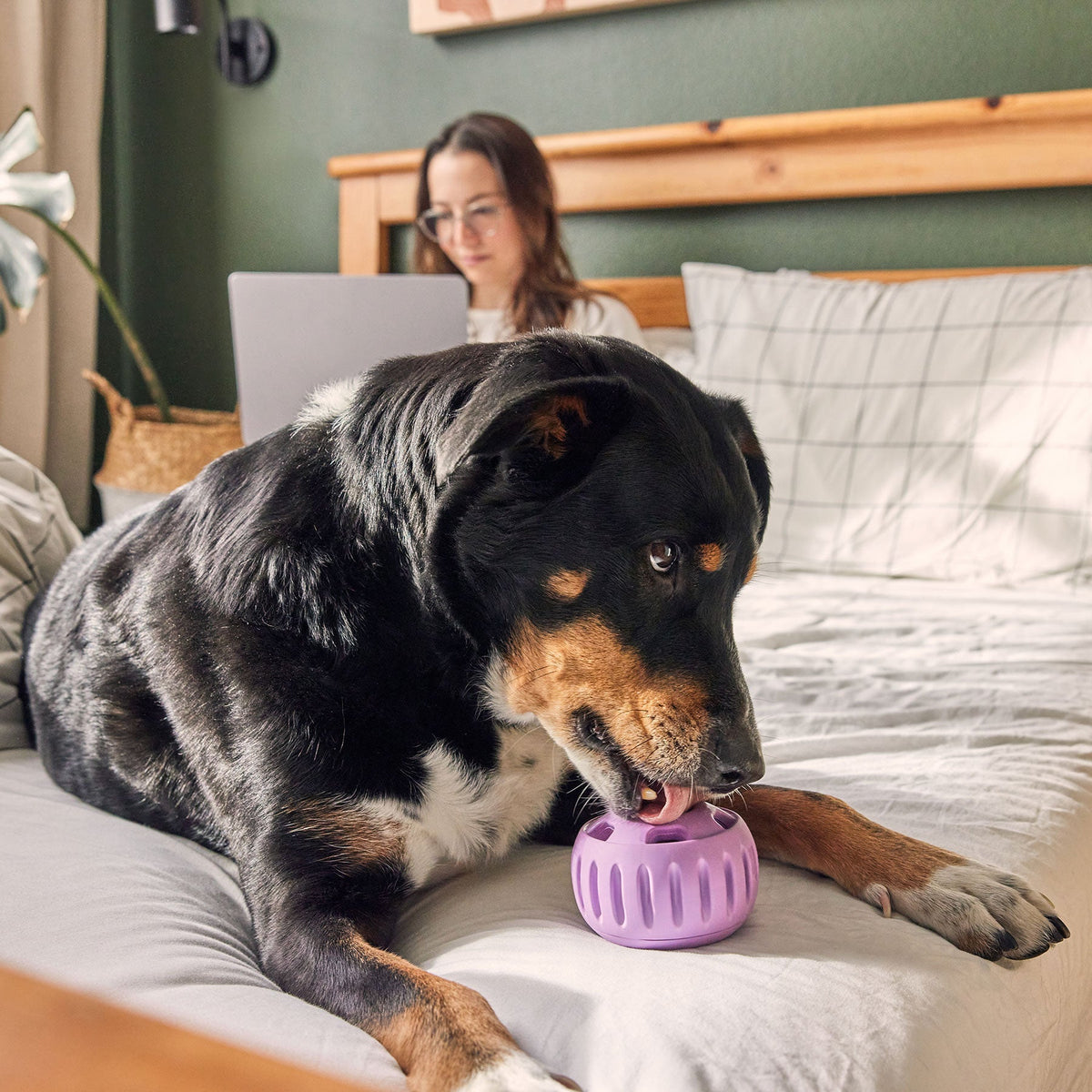 Jouet à lécher pour chien Pupsicle lavande – Woof