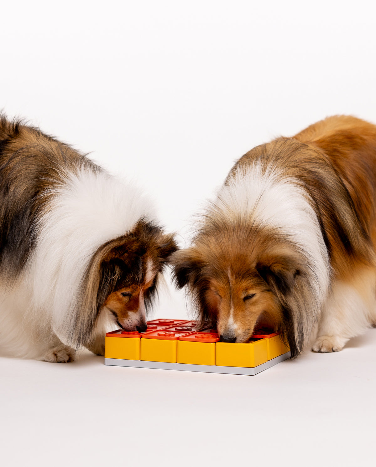 Deux colleys qui cherchent les friandises dans le jeu Pawzler Treat Maze