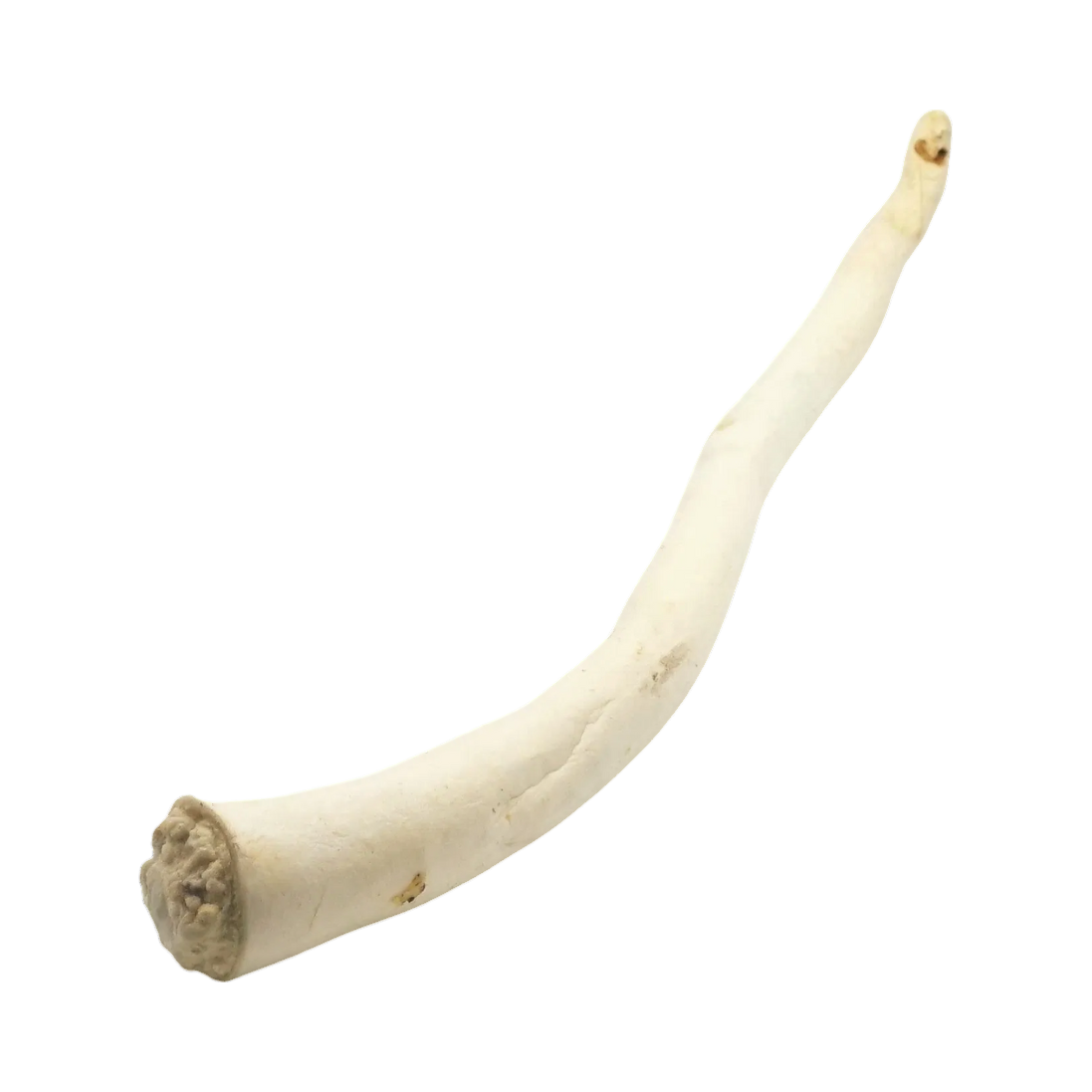 Longue queue de bœuf séchée claire et recourbée