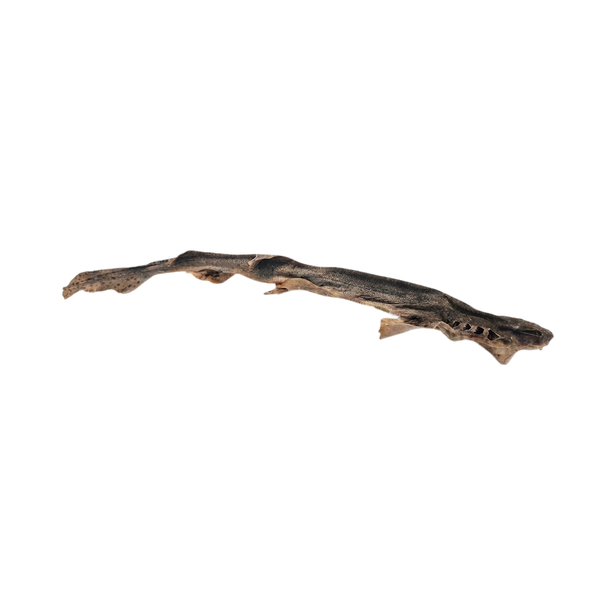 Roussette entière séchée, petit requin fin