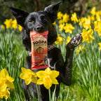 Chien noir dans les jonquilles avec le sachet de bâtonnets dentaires Soopa mangue & framboise