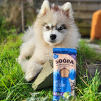 Chiot husky dans l'herbe à côté du sachet de bâtonnets dentaires Soopa pomme & myrtille