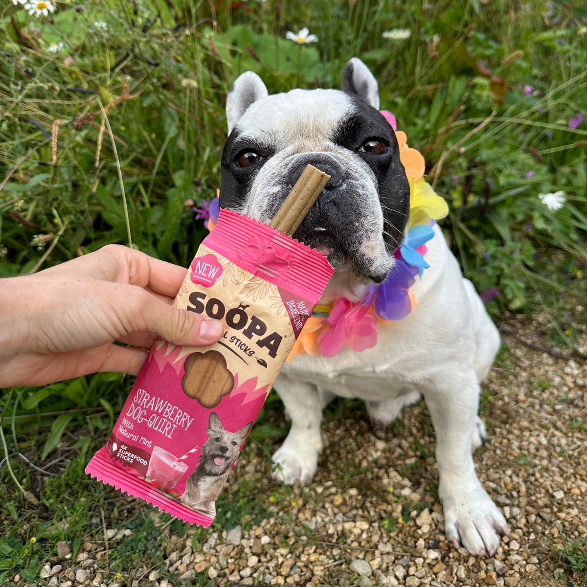 Bouledogue français avec un bâtonnet dentaire Soopa fraise et son sachet