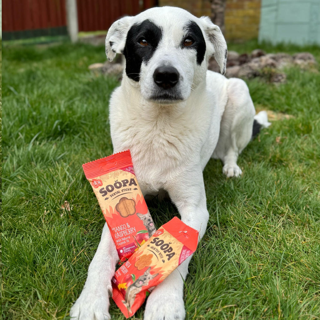 Chien couché avec des sachets de bâtonnets dentaires Soopa mangue & framboise
