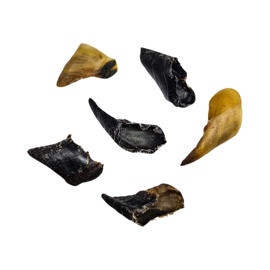 Sabots de chèvre séchés, noirs et dorés, éparpillés
