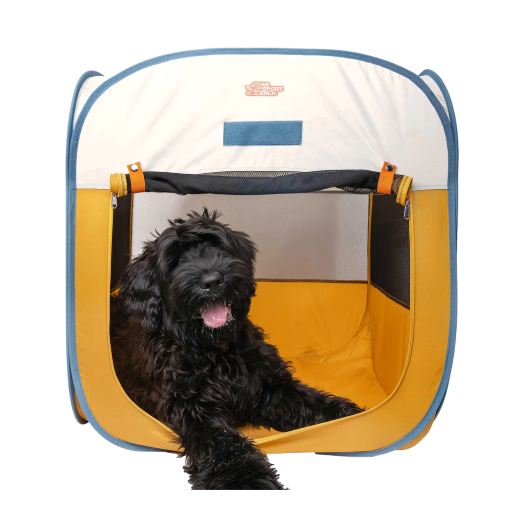 Grand chien noir frisé allongé dans la tente jaune