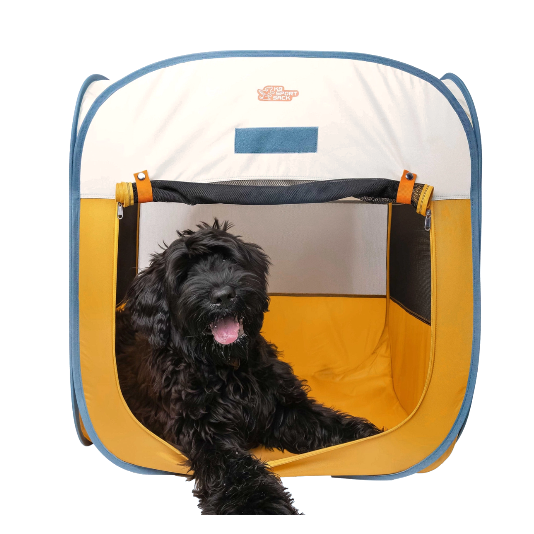 Grand chien noir frisé allongé dans la tente jaune