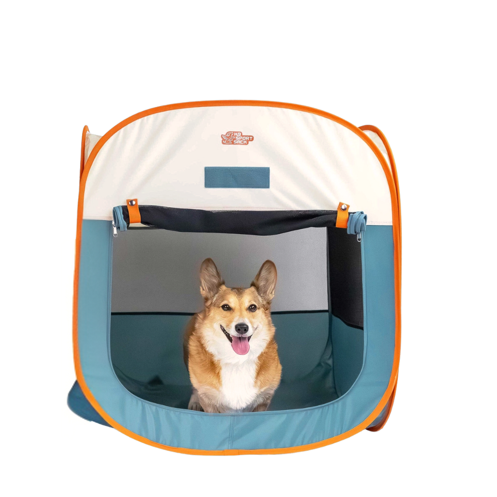 Corgi assis dans la tente bleu pétrole
