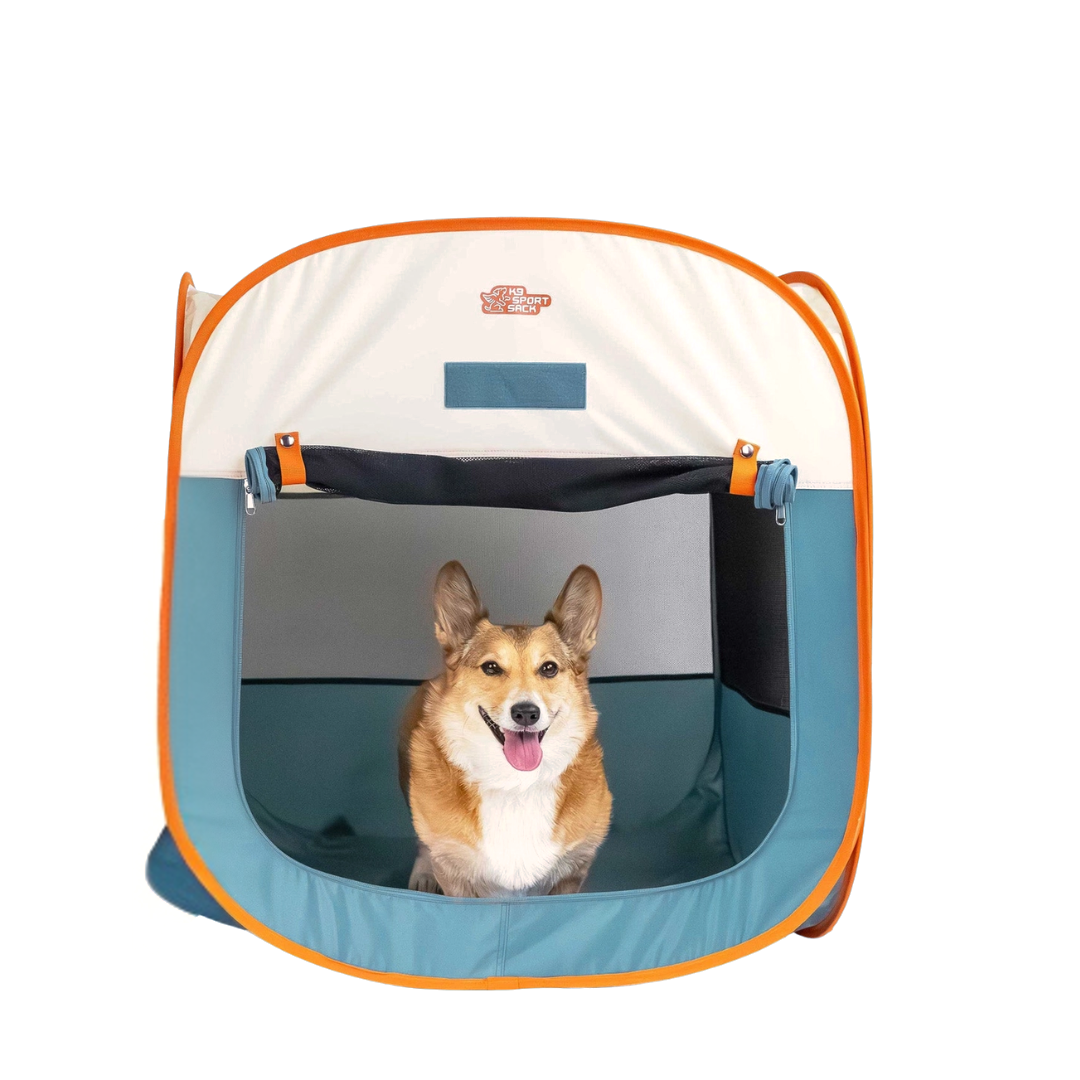 Corgi assis dans la tente bleu pétrole