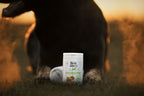 Berger noir couché devant le pot Brit Vitamins Probiotic