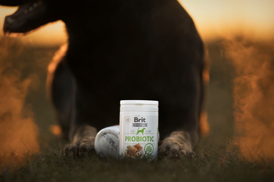 Berger noir couché devant le pot Brit Vitamins Probiotic