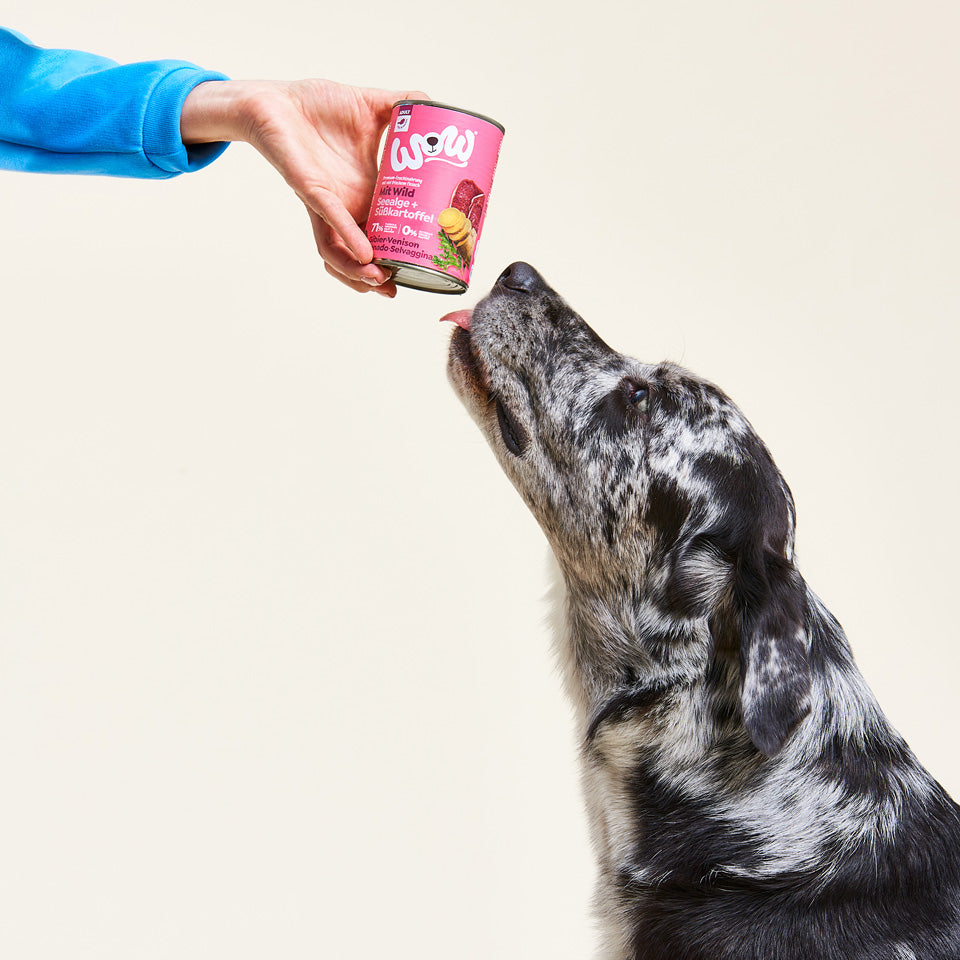 Chien qui s'approche de la boîte de pâtée WOW au gibier tenue en main