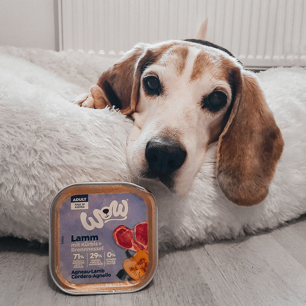 Beagle couché sur un coussin avec la barquette de pâtée WOW agneau, citrouille & orties