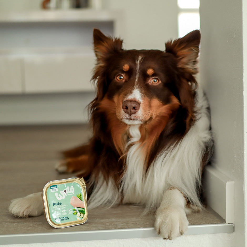 Border collie couché à côté de la barquette de pâtée WOW dinde, courgettes & pissenlits