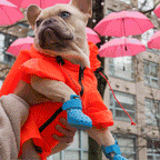 Chien en manteau orange portant des bottines bleues