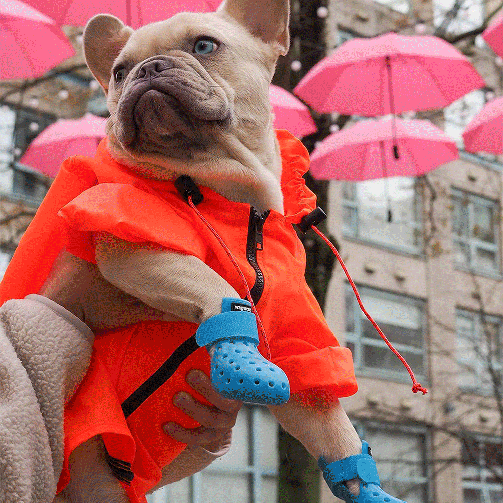 Chien en manteau orange portant des bottines bleues