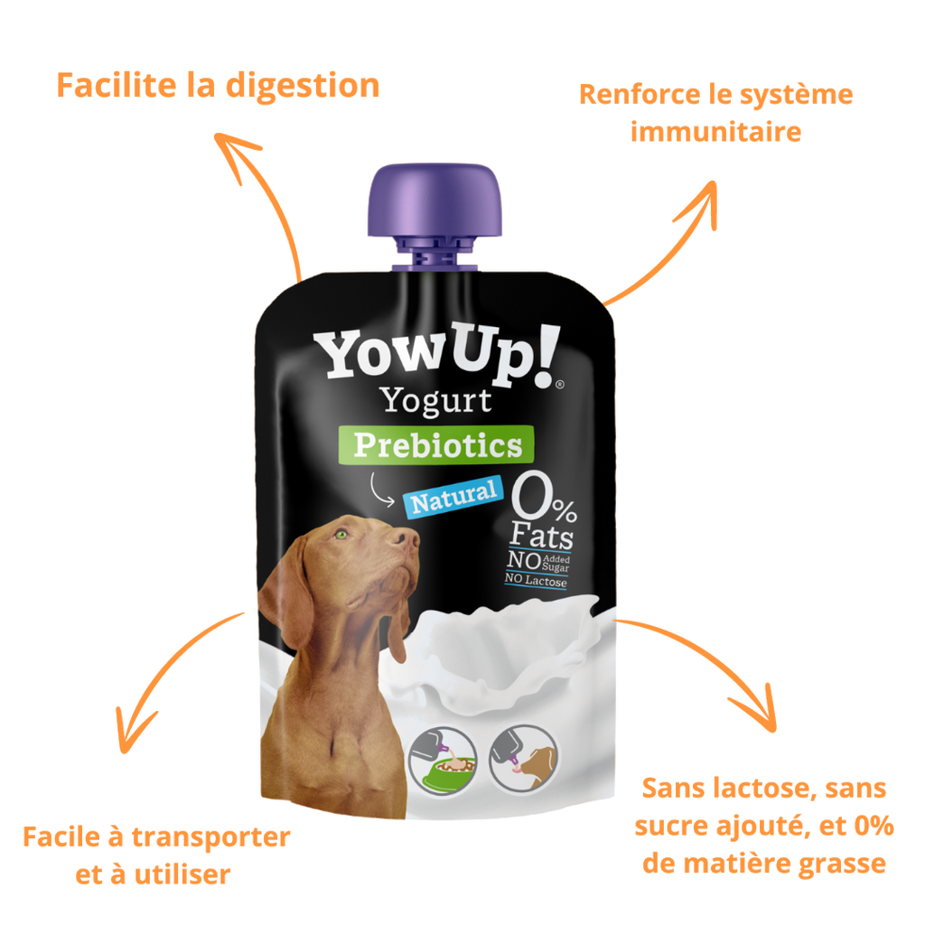 Bienfaits du yaourt YowUp : digestion, immunité, sans lactose ni sucre