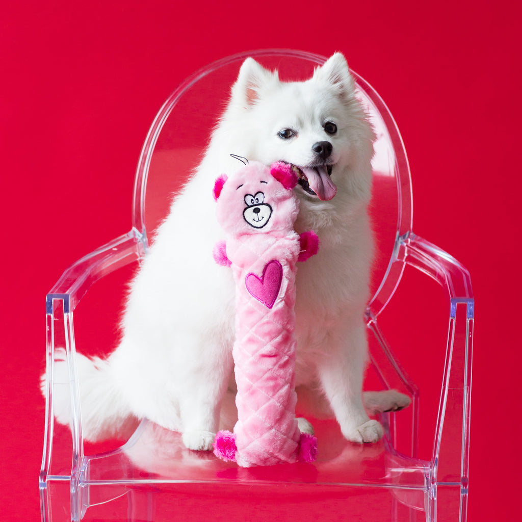 Spitz blanc qui tient dans la gueule la peluche ours rose Jigglerz ZippyPaws