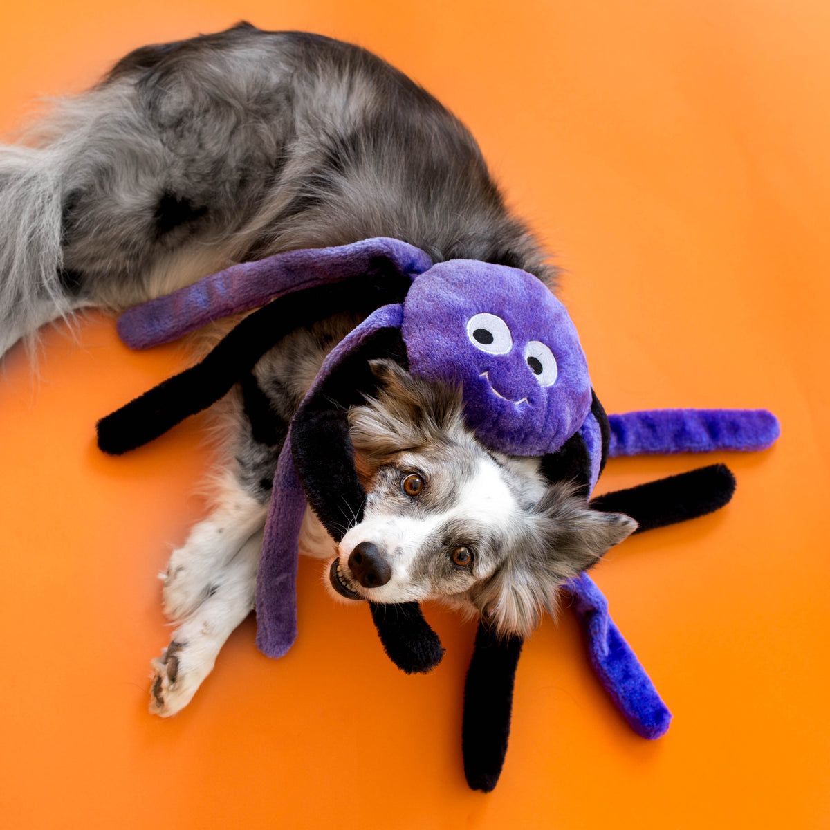 Border collie sous la grande araignée violette en peluche ZippyPaws
