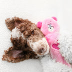 Caniche couché contre la peluche ours rose Jigglerz ZippyPaws
