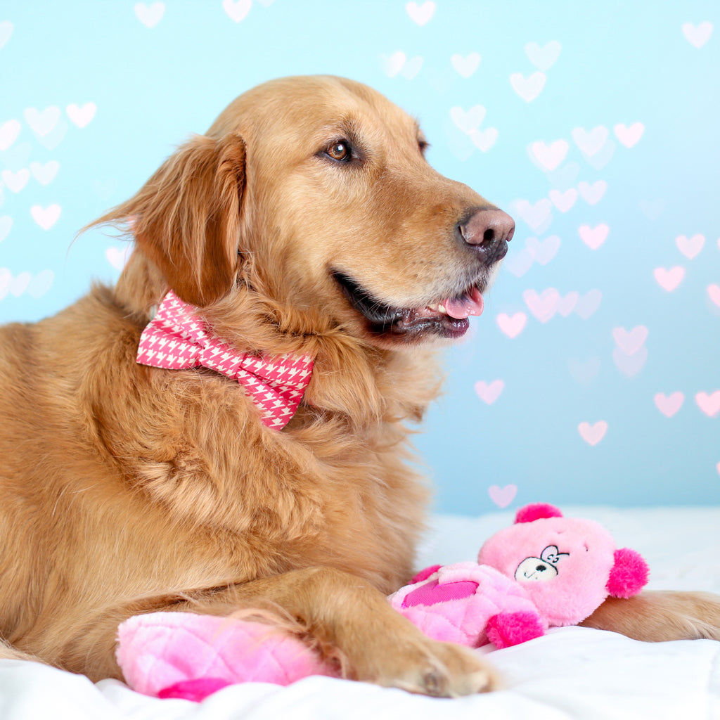 Golden retriever avec la peluche ours rose Jigglerz ZippyPaws