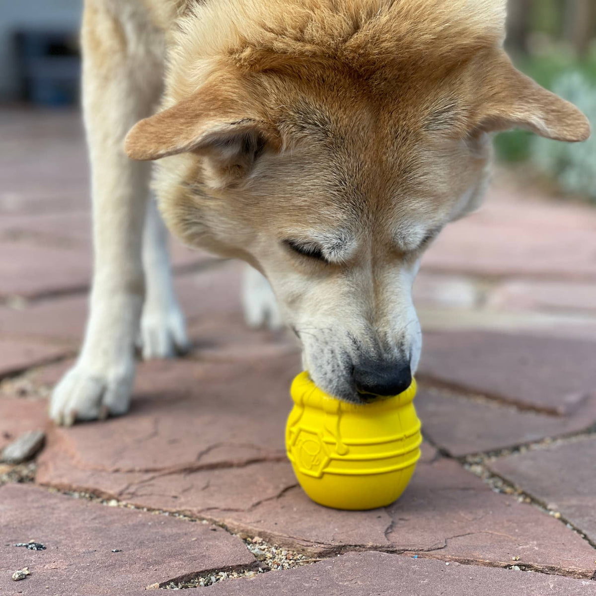 Shiba léchant le pot jaune posé au sol