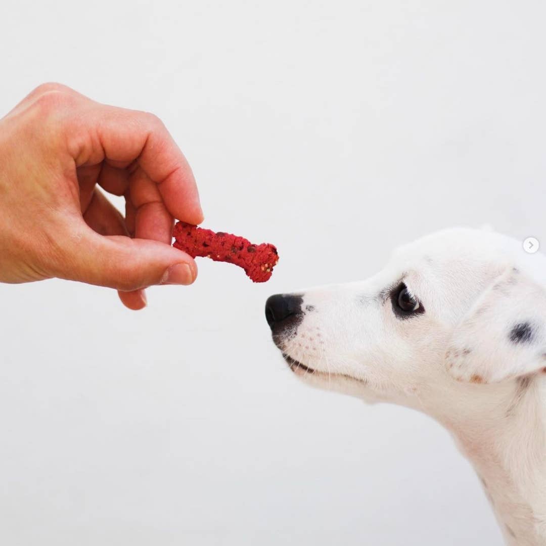 Main qui tend un biscuit rouge en forme d'os à un chien blanc