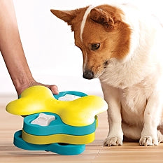 Corgi découvrant le puzzle tournant posé au sol