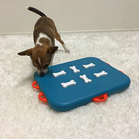 Petit chien jouant avec le plateau bleu sur un tapis