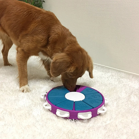 Chien roux cherchant les friandises sur le plateau rond