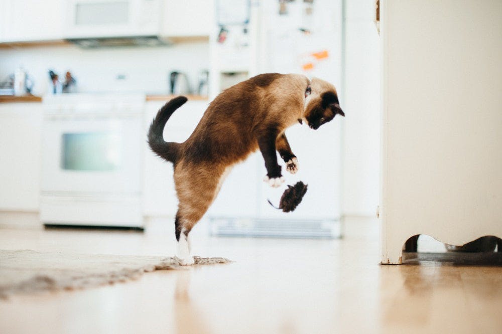 Chat qui bondit pour attraper la boule de poils noire