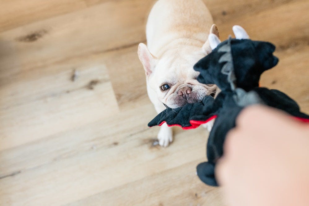 Bouledogue français qui tire sur le dragon tenu à la main