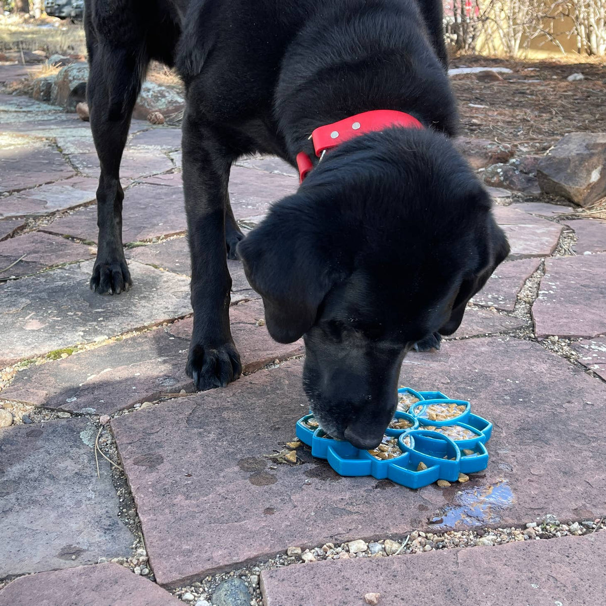 Plateau anti-glouton pour chien Mandala – SodaPup