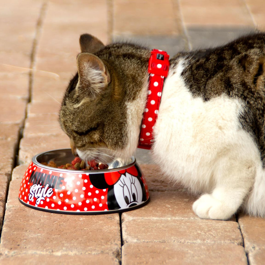 Chat tigré mangeant dans l'écuelle en extérieur