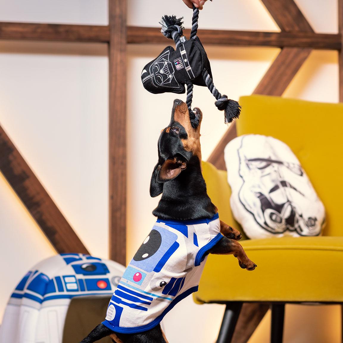 Teckel qui saute vers le jouet suspendu, coussins R2-D2 et stormtrooper