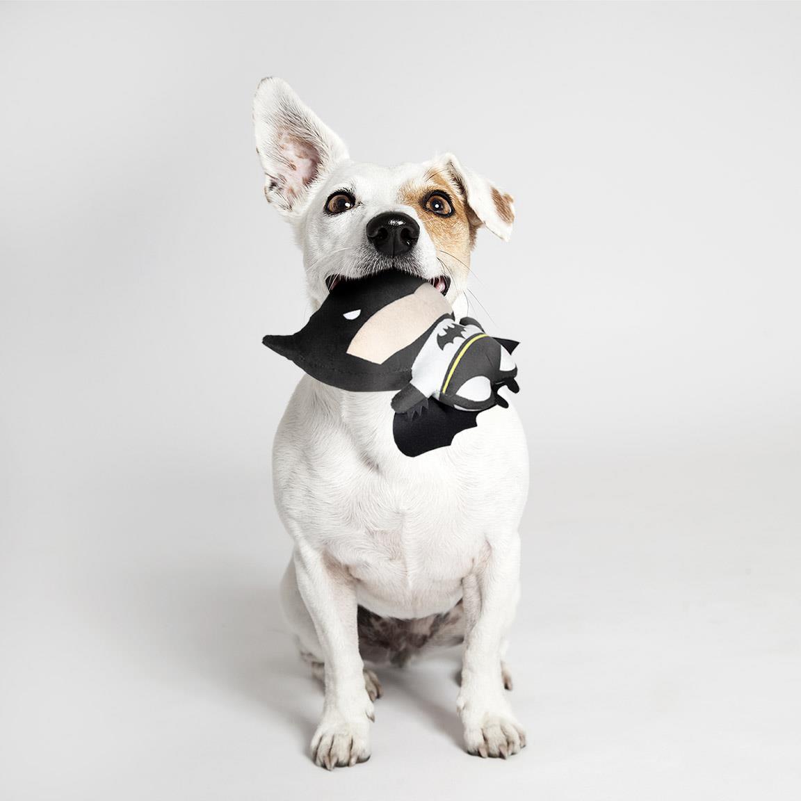 Jack Russell assis qui tient Batman dans la gueule