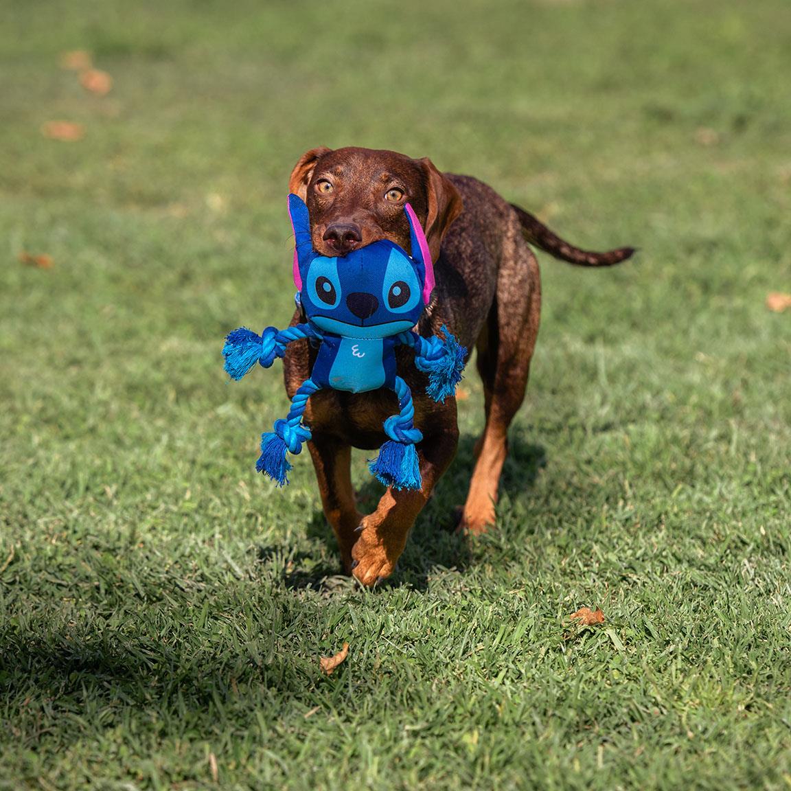 Chien marron qui court dans l'herbe avec Stitch dans la gueule